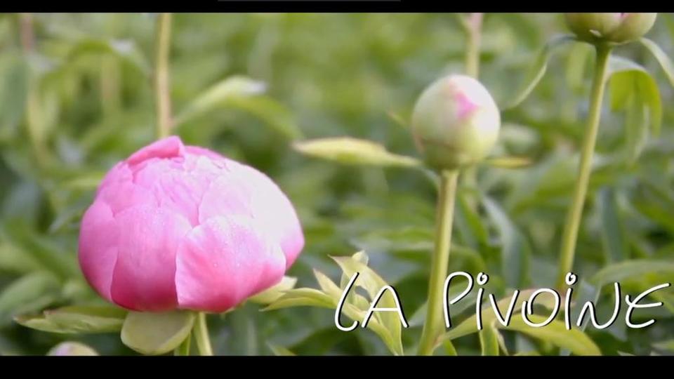 Chapitre 3 des fleurs du Var : la pivoine