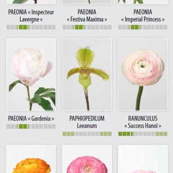 édition 2012 Catalogue fleurs coupées feuillages méditerranéens