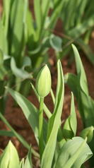 tulipe en production