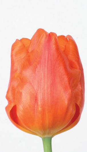 H. Orange Monarch