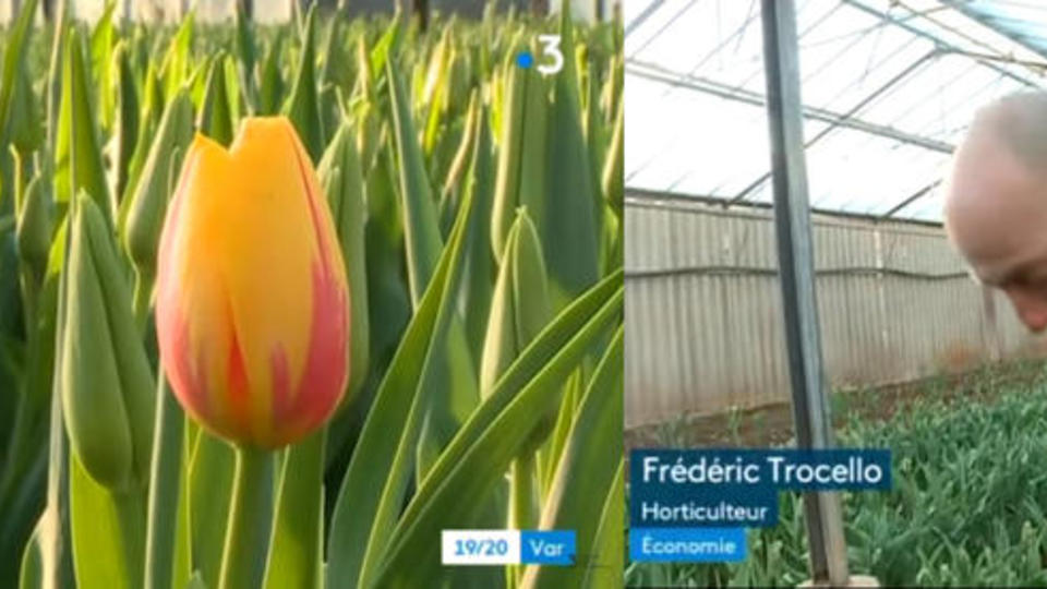 tulipe carquei france 3