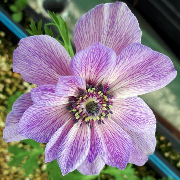 anemone galilée mauve