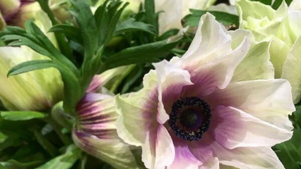 anemone nouvelle variete