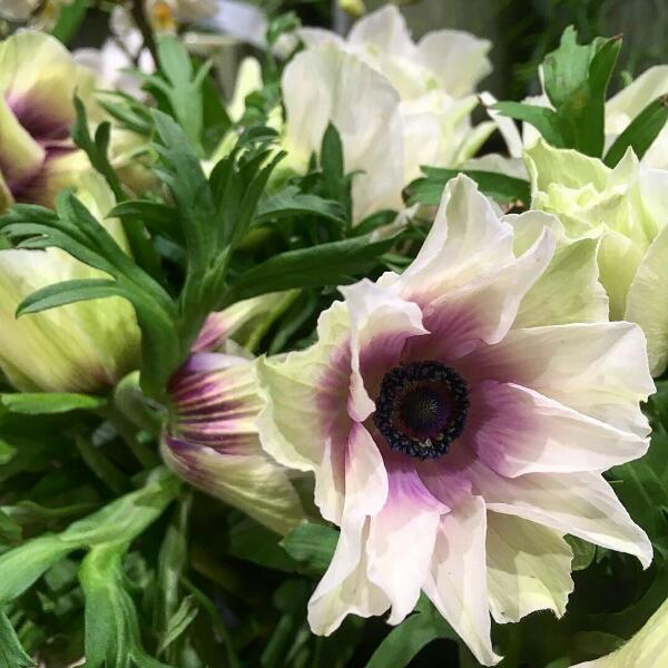 anemone nouvelle variete