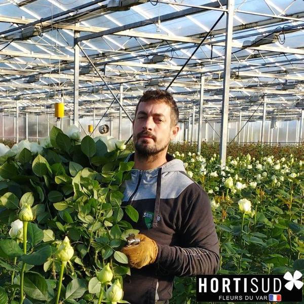 benjamin producteur roses.jpg