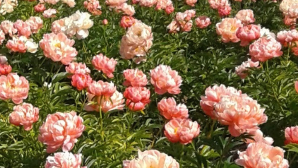 champ-pivoine-hortisud-france.png