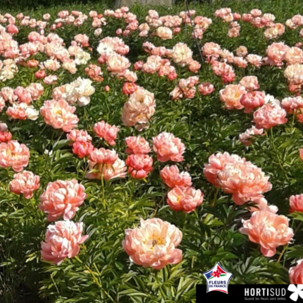 champ-pivoine-hortisud-france.png