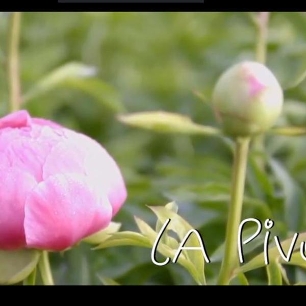 Chapitre 3 des fleurs du Var : la pivoine