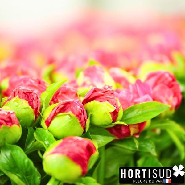 Design sans titre (14).jpg