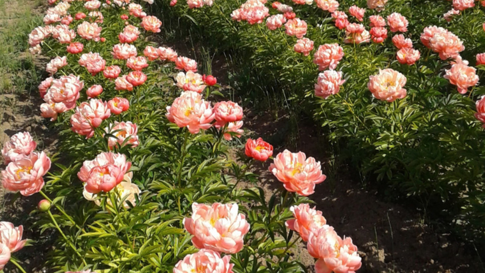 Design sans titre (8).png