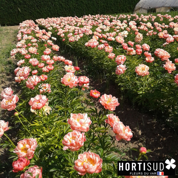 Design sans titre (8).png