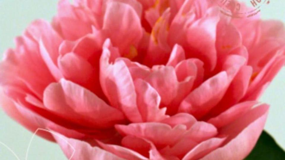 etched salmon pivoine.jpg