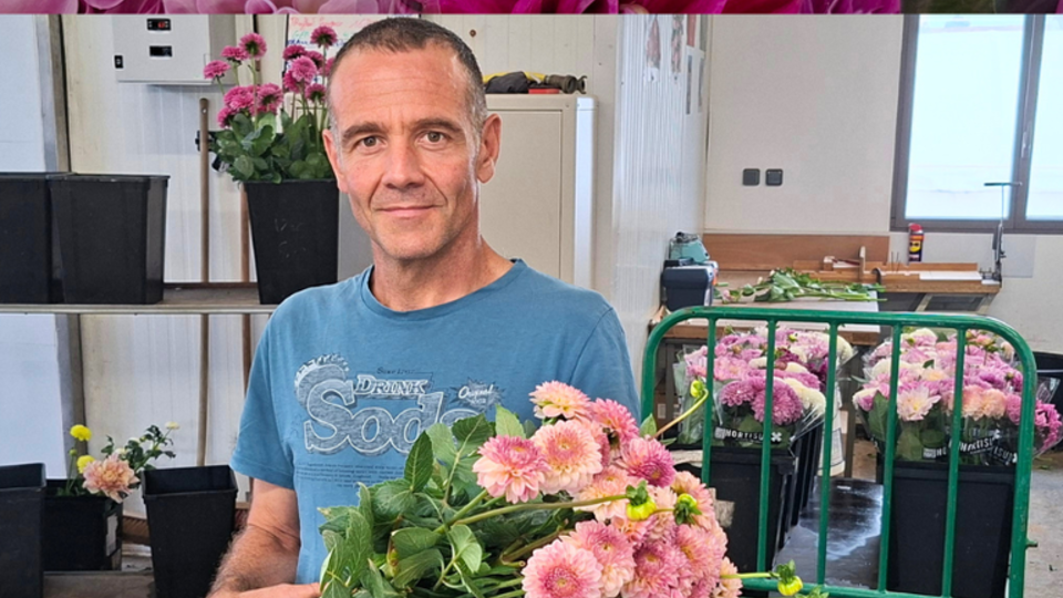 horticulteur-fleur-france-dahlia.png