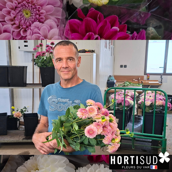 horticulteur-fleur-france-dahlia.png