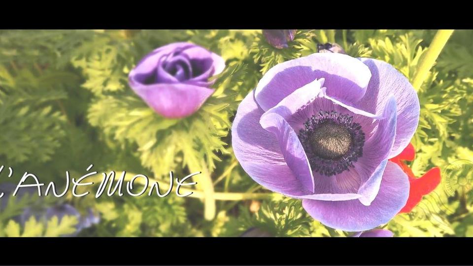 Les fleurs du Var chapitre 1 : l'Anemone