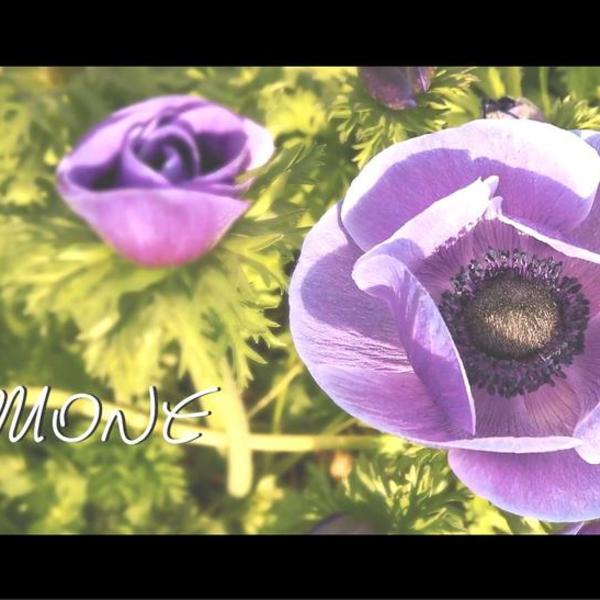 Les fleurs du Var chapitre 1 : l'Anemone