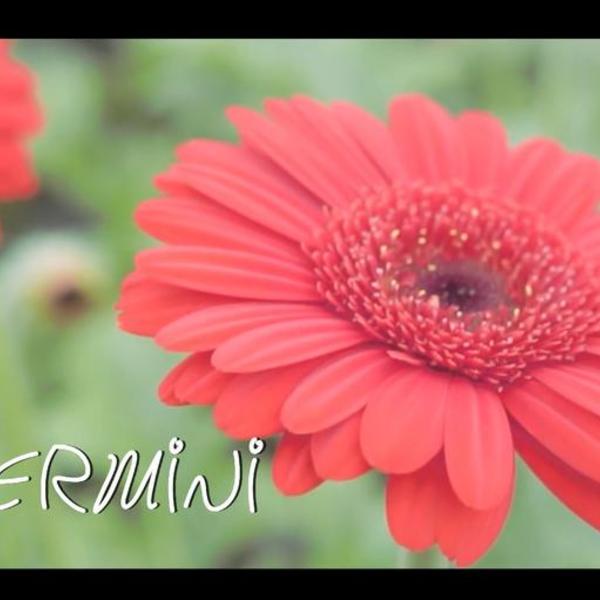 Les fleurs du Var chapitre 8 le  "Germini"