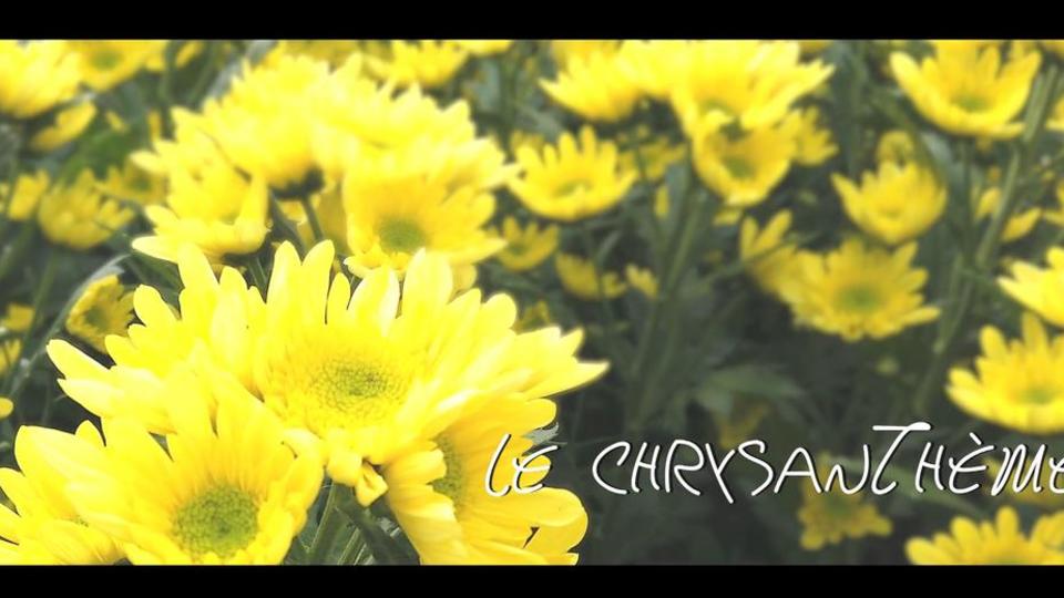 Les fleurs du Var chapitre 9 : le Chrysanthème