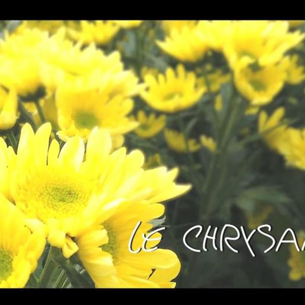 Les fleurs du Var chapitre 9 : le Chrysanthème
