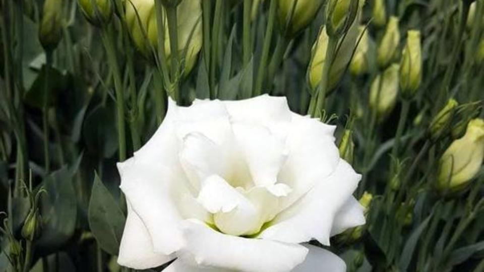 Lisianthus blanc serre