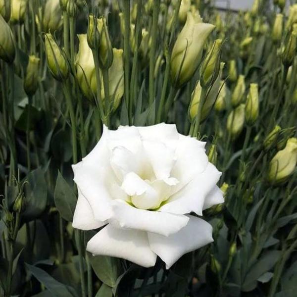 Lisianthus blanc serre