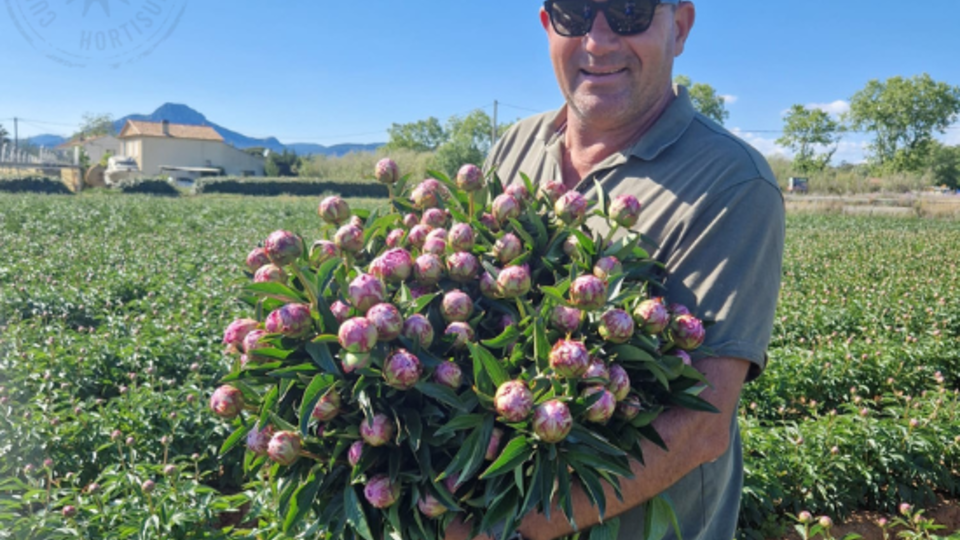 marc-long-producteur-pivoines.png