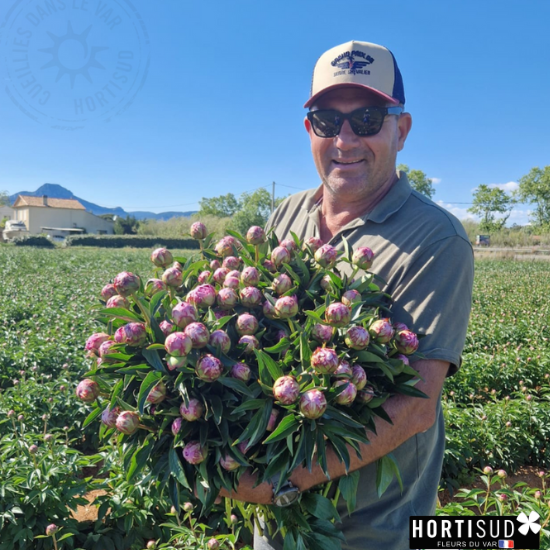 Marc, producteur de pivoines du Var - Information produit - Actualités