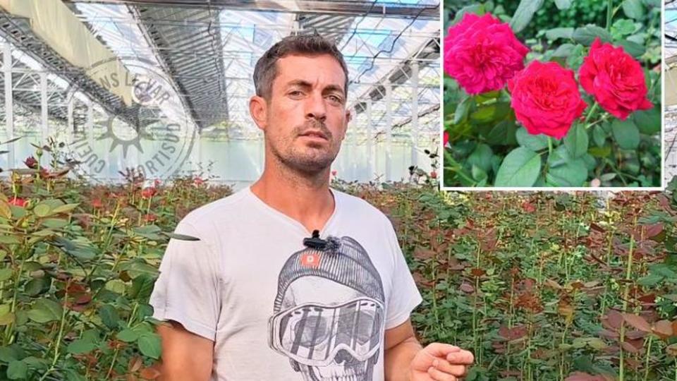producteur-roses-var-france.jpg