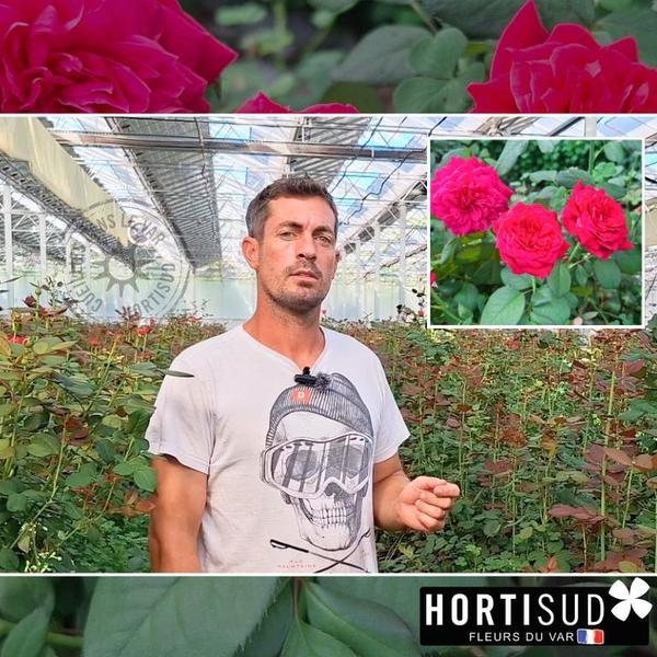 producteur-roses-var-france.jpg