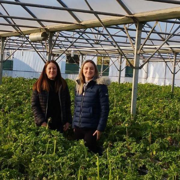 production-anemones-fleurs-var-hortisud.jpg