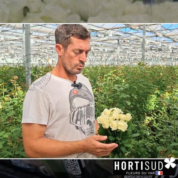 rose-été-france-var-producteur.jpg