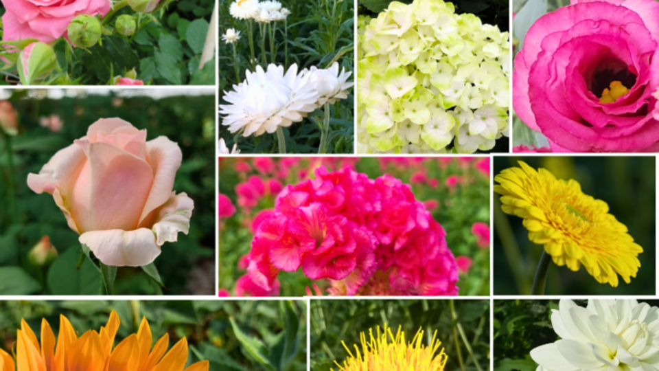 septembre-fleurs-de-saison.png
