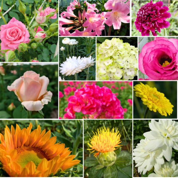septembre-fleurs-de-saison.png