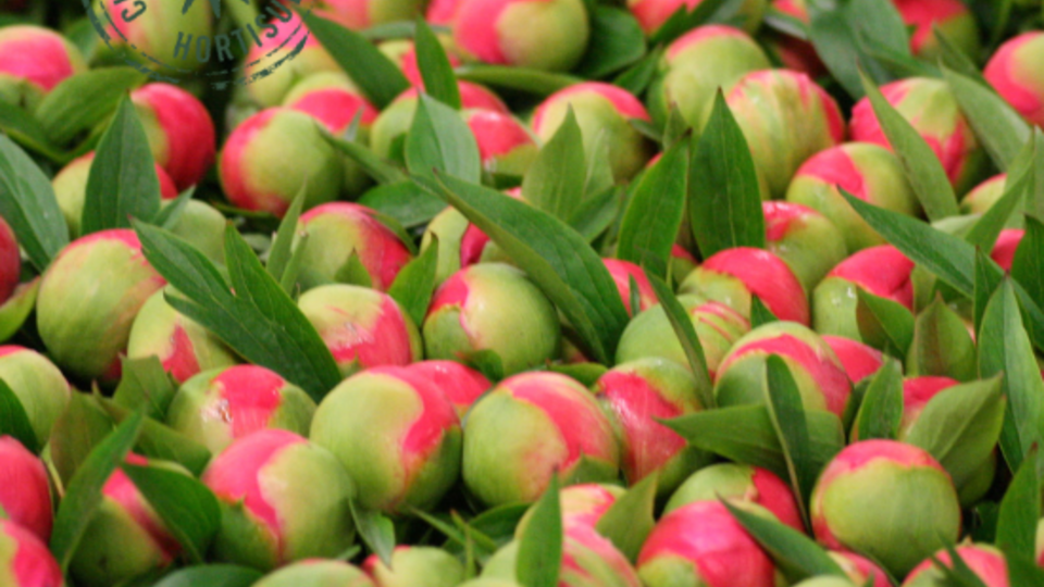 stade recolte pivoine hortisud