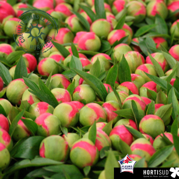 stade recolte pivoine hortisud