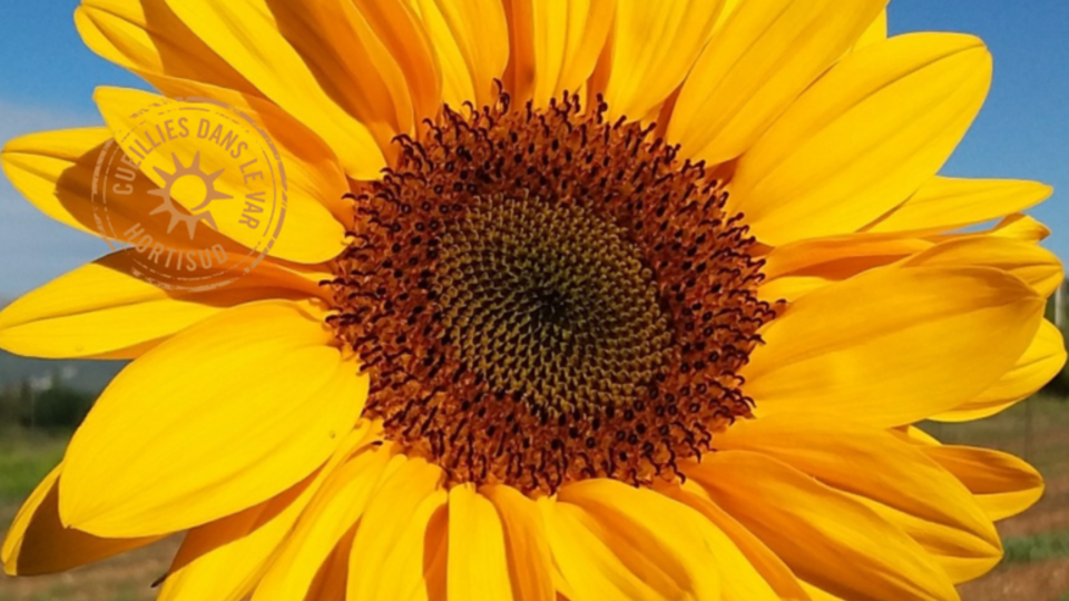 tournesol var