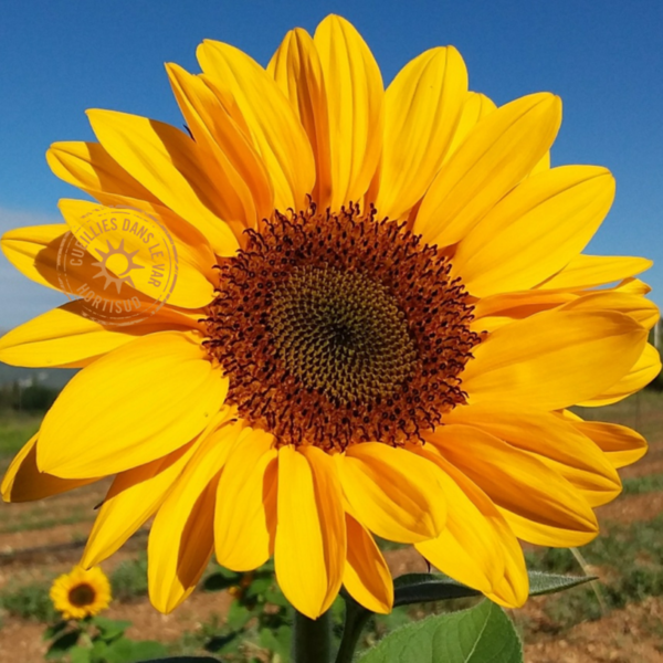 tournesol var