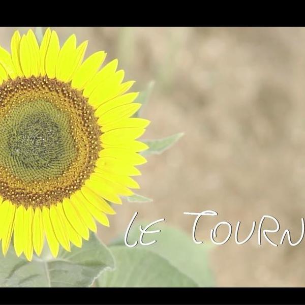 tournesol