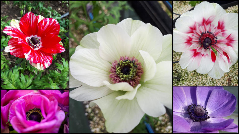 variétés anemones