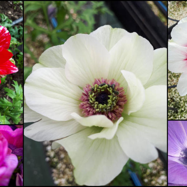 variétés anemones