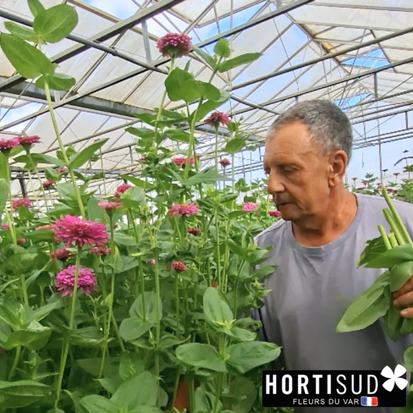 zinnia-pustel-producteur-hortisud.png