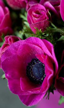 anemone fushia