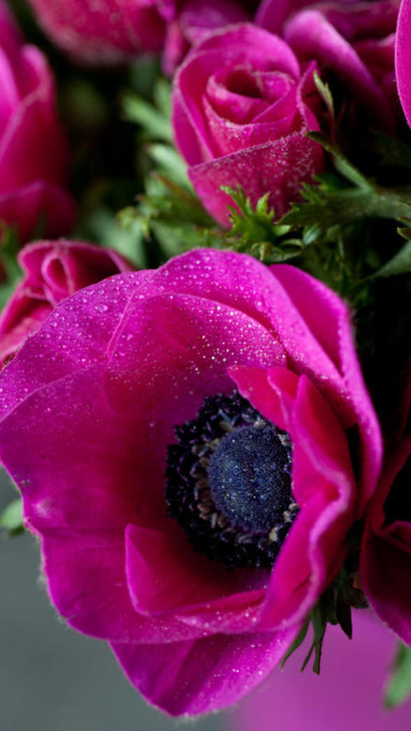 anemone  fushia macro