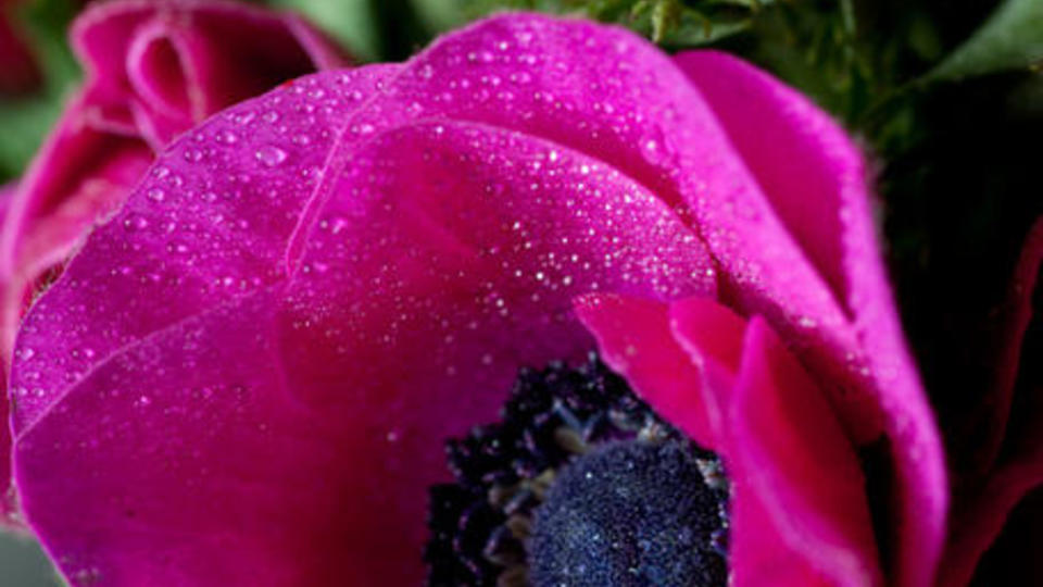 anemone fushia macro
