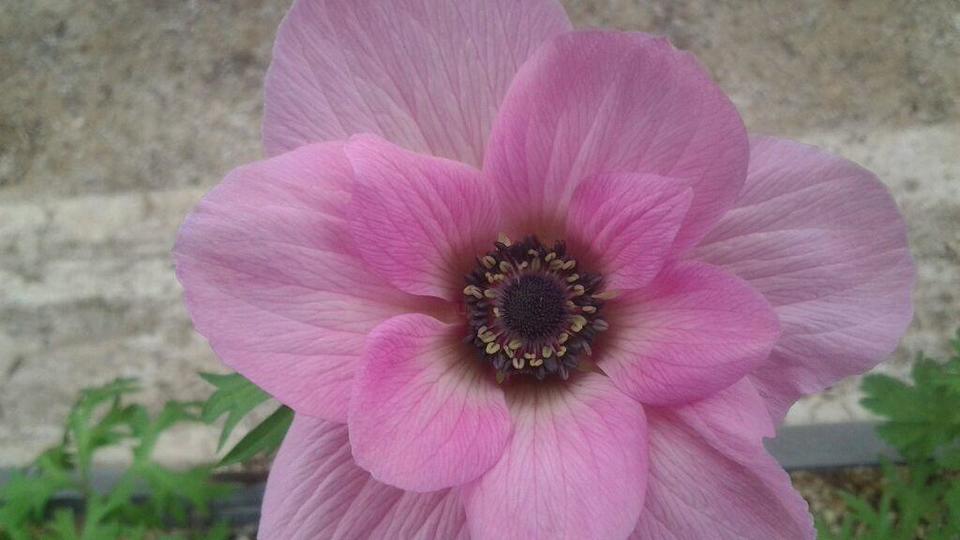 anemone rose poudre production