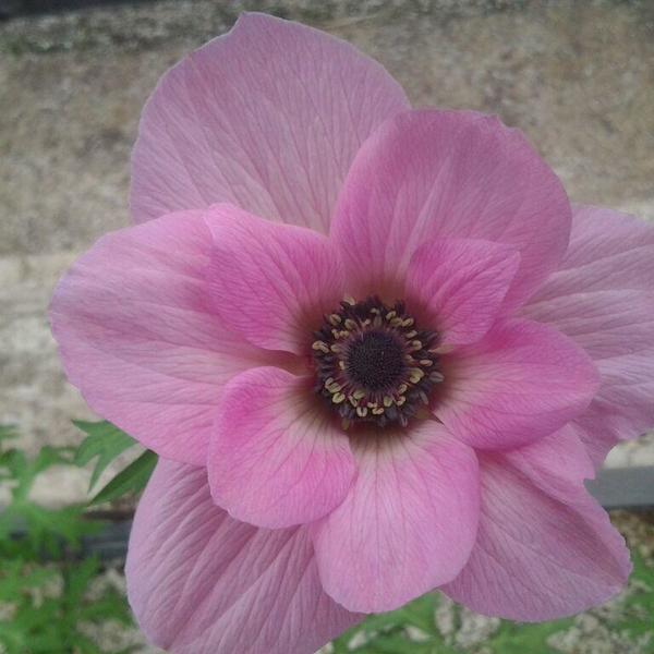 anemone rose poudre production