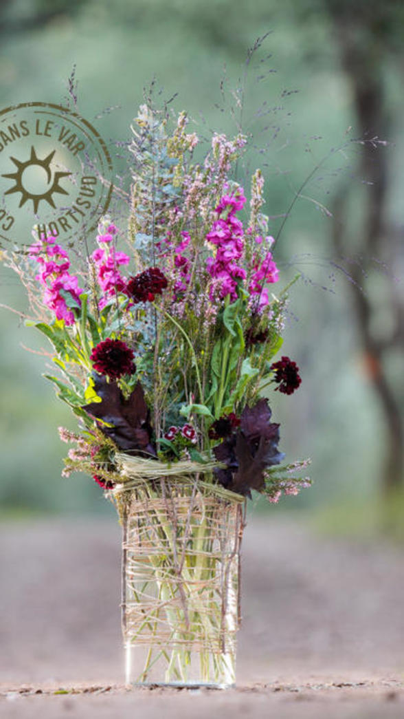 melancolie-tut-video-stephane-hortisud-automne-fleurs-france.jpg
