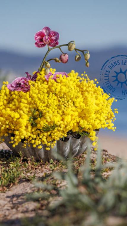 rayon-bonheur-mimosa-hortisud.jpg