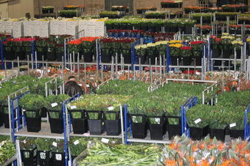 carreau fleur