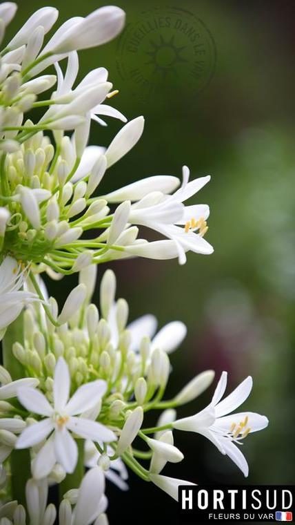 agapanthe-france-fleur.jpg